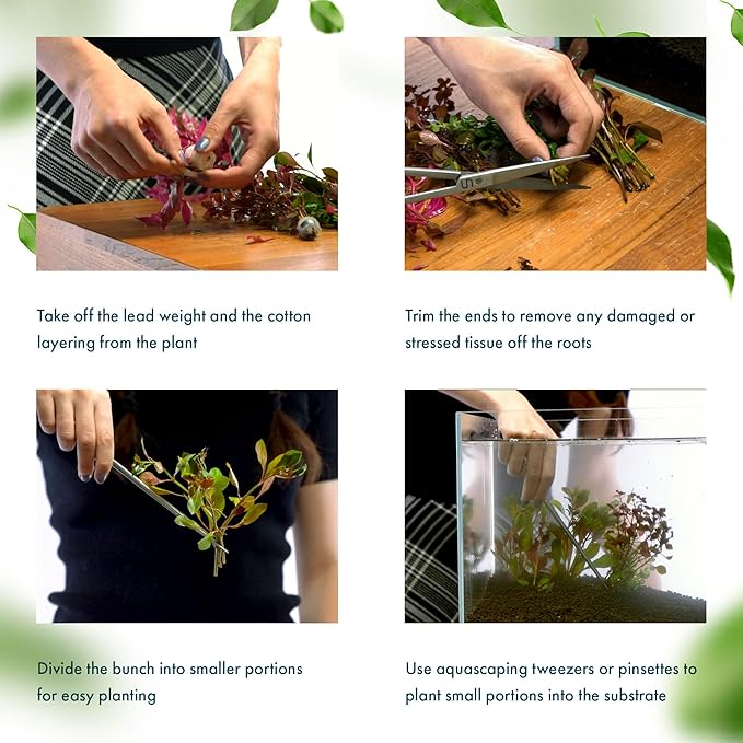 SubstrateSource Live Plants - Ammannia Sulawesi - Orange to Pink Stem Plant for High Light Freshwater Aquarium Aquascapes, Midground to Background, Orange, Pink, Green Accent - Lead Bunch