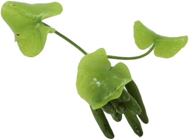 Banana Plant Nymphoides Aquatica Banana Lily Live Aquarium Plant Live Aquatic Plants Awesome Aquatics (1, Banana)