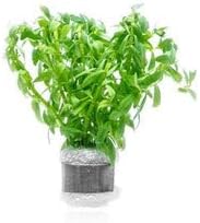 SubstrateSource Live Aquarium Stem Plants - Freshwater Aquatic Plant for Fish Tanks, Aquascaping - (Staurogyne Sp. Porto Velho, 1 Pot)