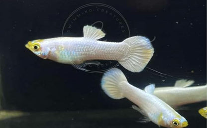 Swimming Creatures™ Tropical Live Guppy Freshwater Aquarium Fish (5 Platinum White Male Guppy)