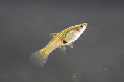 Swimming Creatures™ 6 Female Guppy Live Tropical Freshwater Aquarium Fish