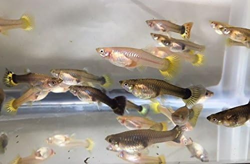 Tropical Fish 20 Assorted Guppies Male and Female