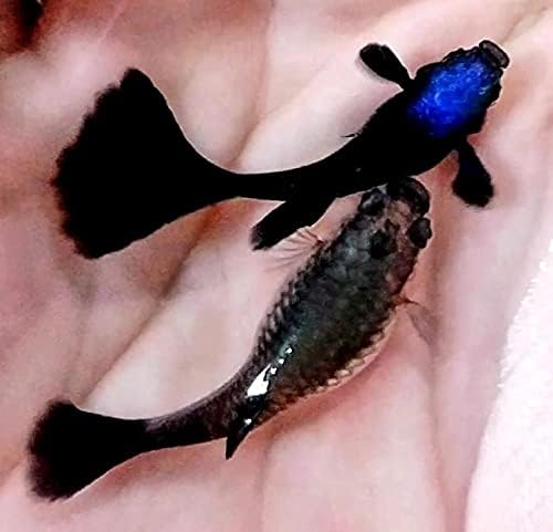 Generic 1 Breeding Pair- Blue Tarzan- New Strain Live Guppy Fish, 3 months