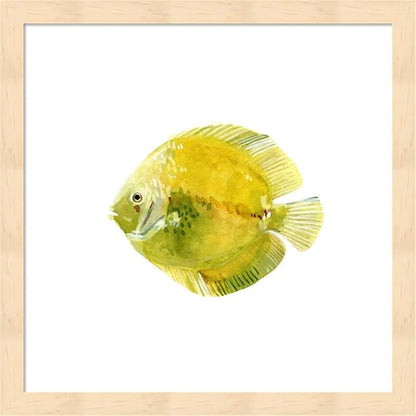 Discus Fish A by Emma Scarvey, 2 Piece Natural Framed Art Set, 13 X 13 Inches Each, Sea Life Art