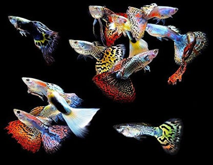 Live Freshwater Aquarium Fish - (5) 5-Pack of Mixed Color Male Guppies - 5 of Mixed Color Male Guppies Live Tropical Fish - Great for Aquariums - Populate Your Fish Tank!