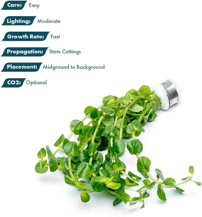 SubstrateSource Live Plant - Rotala Indica Green - Easy Care, Moderate Light, Bright Green Accent, Freshwater Aquatic Plant for Aquascaping - Lead Bunch