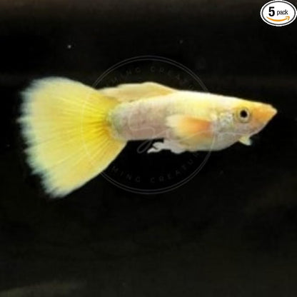 Swimming Creatures™ Tropical Live Guppy/Platy Livebearers Freshwater Aquarium Fish (4 Male 24K Gold Guppy)