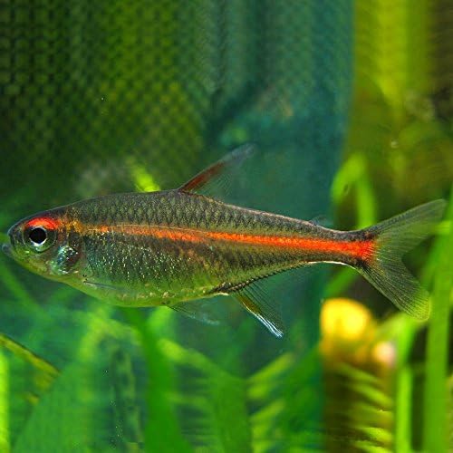 Live Freshwater Aquarium Fish - (6) 1" Fire Neon Tetras - 6 Pack of Fire Neons (Glo-Lites) Live Tropical Fish - Great for Aquariums - Populate Your Fish Tank!