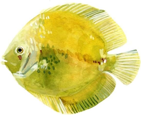 Discus Fish A by Emma Scarvey, 2 Piece Unframed Art Print Set, 12 X 12 Inches Each, Sea Life Art