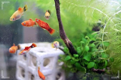 Swimming Creatures™ Tropical Live Guppy/Platy Livebearers Freshwater Aquarium Fish (6 Assorted Color Platy)
