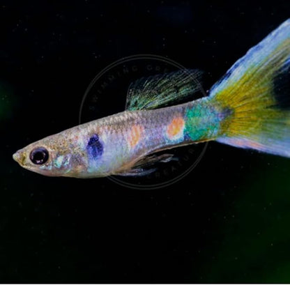 Swimming Creatures™ 5 Lyretail Male Guppies (Poecilia reticulata) Live Freshwater Aquarium Fish (Size Approx. 1")
