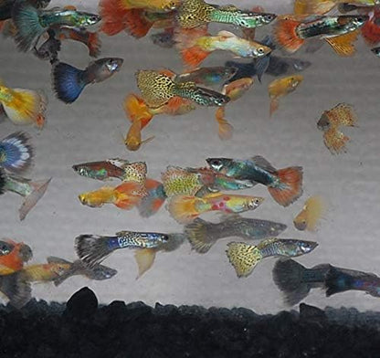 Quinn's Fins- Male Assorted Guppy 12 Pack