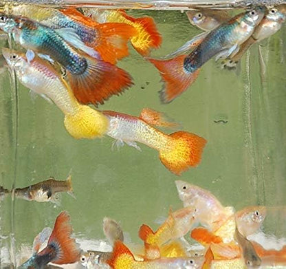 Quinn's Fins- Male Assorted Guppy 12 Pack
