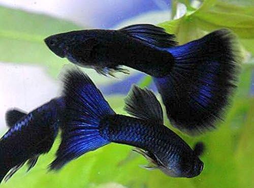 Live Freshwater Aquarium Fish - (5) 5-Pack of Mixed Color Male Guppies - 5 of Mixed Color Male Guppies Live Tropical Fish - Great for Aquariums - Populate Your Fish Tank!