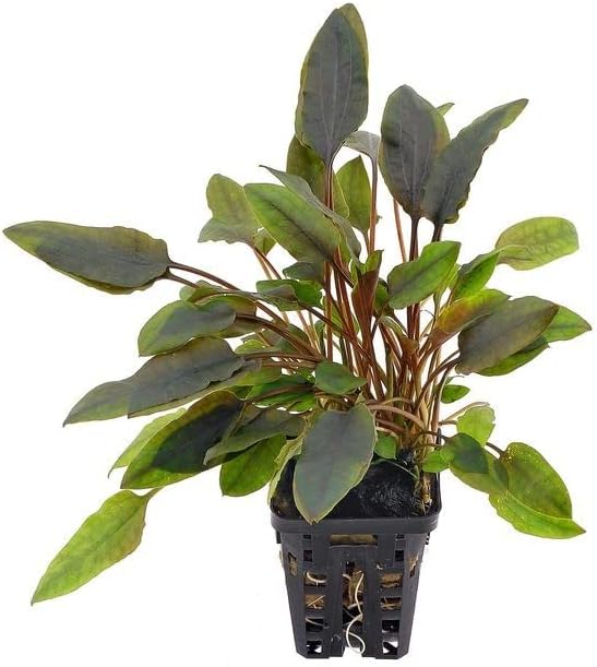 Foreground Potted Live Aquarium Plants | Freshwater Aquatic Plants for Aquariums (Cryptocoryne Lutea, 3)
