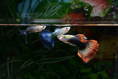Swimming Creatures 6 Assorted Male Fancy Guppy Live Tropical Freshwater Aquarium Fish