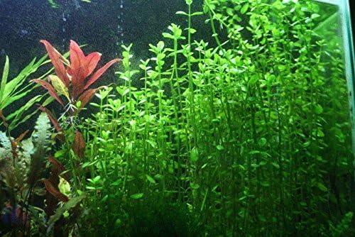 Potted Live Aquarium Plants | Freshwater Aquatic Plants for Aquariums (Moneywort, 5 Pack)