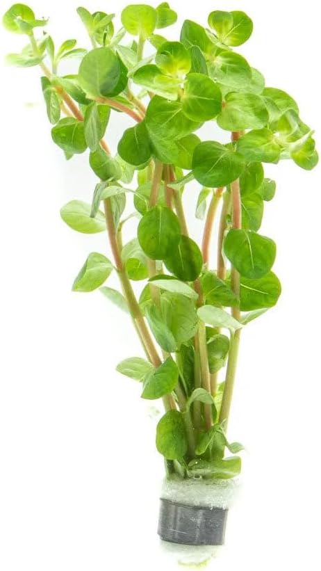 SubstrateSource Live Plants - Fujian Rotala (Rotala Fujian) - Medium to High Light, Light Green to Pinkish-Red Accent Freshwater Aquatic Stem Plant, Midground to Background Placement - Pot, 4 Pack