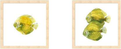 Discus Fish A by Emma Scarvey, 2 Piece Natural Framed Art Set, 13 X 13 Inches Each, Sea Life Art