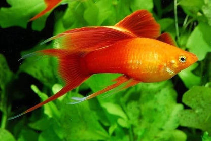 Aquatic Foods Inc. Live Bearer Ultra Red Color Enhancing 1.5mm-2mm Floating Pellets. Color Enhancing in 10-Days for Swordtails, Platies, All Live Bearers…1/2-lb Bag