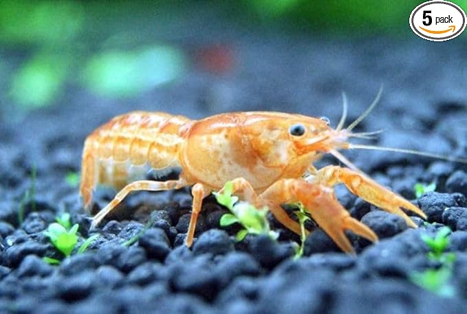 5 Live CPO Mexican Orange Dwarf Crayfish CPO