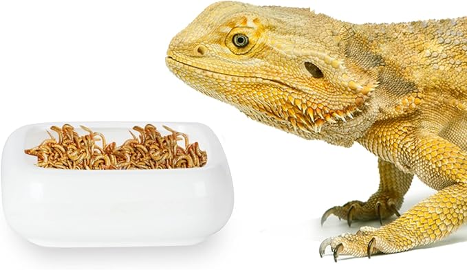 Reptile Food Bowls Ceramic Square Reptile Water Food Dish, Pet Food Bowl for Lizards, Young Bearded Dragons, Small Snakes, Gecko Tortoise Spider (White, Medium-1Pack)