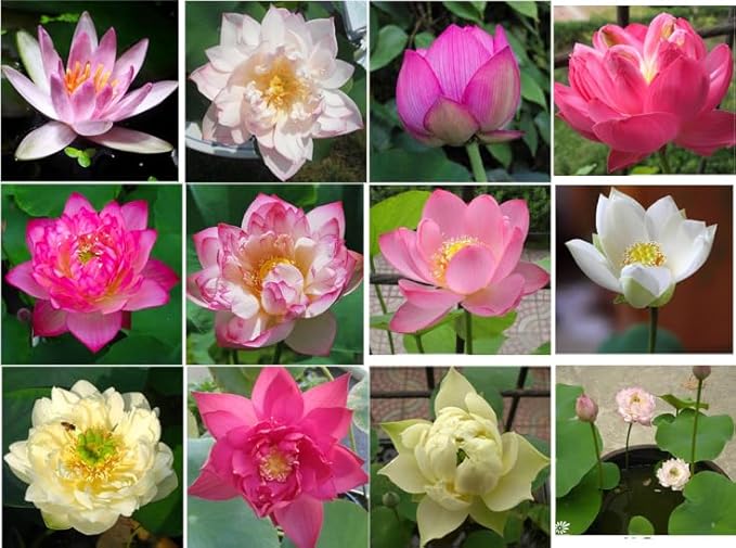 50 Sacred Lotus Seeds for Planting in Water Mixed Flower Color Pink Red White Yellow Multicolor Aquatic Nelumbo nucifera Bonsai Bowl Lotus Seed Ponds Water Feature Gardens Water Lily (50, Lotus Seed)