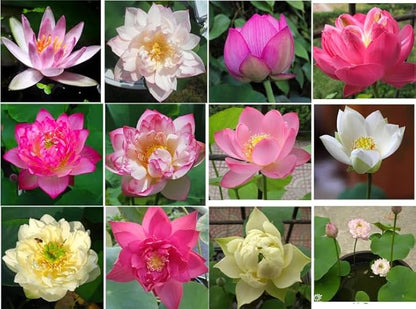 50 Sacred Lotus Seeds for Planting in Water Mixed Flower Color Pink Red White Yellow Multicolor Aquatic Nelumbo nucifera Bonsai Bowl Lotus Seed Ponds Water Feature Gardens Water Lily (50, Lotus Seed)