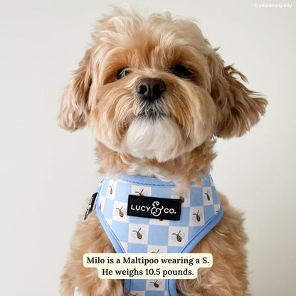 Lucy & Co. Reversible Dog Harness - Water-Repellent Neoprene, Dual-Print Design, Easy Swap Style, Adjustable Comfort Fit - Bumbling Around Reversible Harness - Small