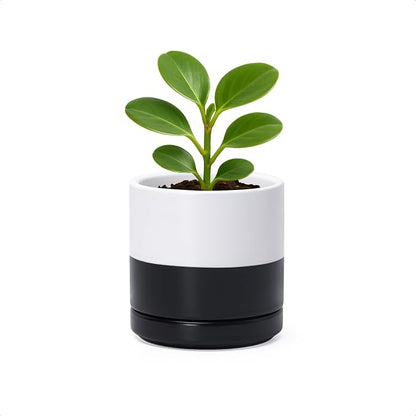 D'vine Dev 3.5 Inch Ceramic Planter Pot, Black White Two Tone, 94-O-A-L | Modern Cylinder Design, Drainage Hole & Saucer Included, Stable Structure, Elegant Home Accent