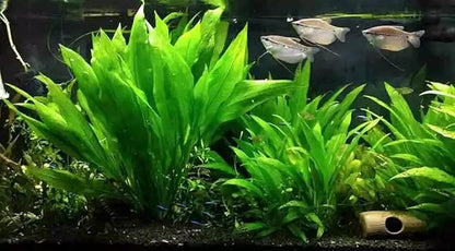 Marcus Fish Tanks - Amazon Sword Echinodorus Bleheri Easy Live Aquarium Plants for Aquatic Freshwater Fish Tank Buy 2 GET 1