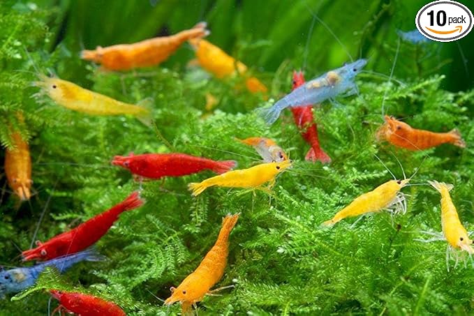 Las Vegas Exotic Fish™ 10 Mixed Neocaridina Shrimp Live Freshwater Shrimp Aquarium Inverts (Mixed)