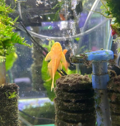 Albino Bushy Nose Pleco (1/2 inch) (Pack of 6 Fish) - Aquarium Exotic Freshwater Live Fish