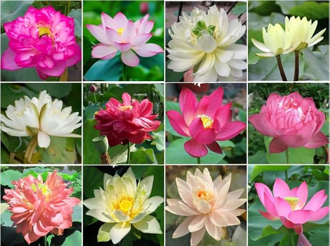 50 Sacred Lotus Seeds for Planting in Water Mixed Flower Color Pink Red White Yellow Multicolor Aquatic Nelumbo nucifera Bonsai Bowl Lotus Seed Ponds Water Feature Gardens Water Lily (50, Lotus Seed)