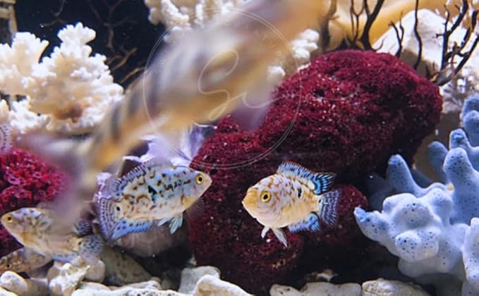 Swimming Creatures Blue Electric Dempsey (Rocio octofasciata) Approx.Size 0.75" - AKA Jack Dempsey Cichlid Freshwater Aquarium Fish Live (6 Pack)