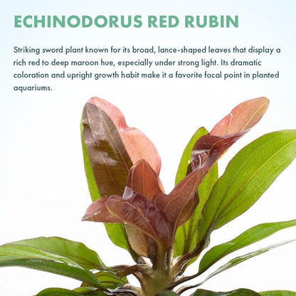 SubstrateSource Live Plants - Echinodorus ‘Red Rubin’ (Echinodorus sp.) - Medium to High Light, Red Green, Midground to Background, Freshwater Aquascaping Aquatic Plant - Pot