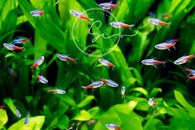 6 Neon Tetra (Paracheirodon innesi) Freshwater Aquarium Fish Live (Approx. Size 1.5 cm) (1-2cm, 6, Count)
