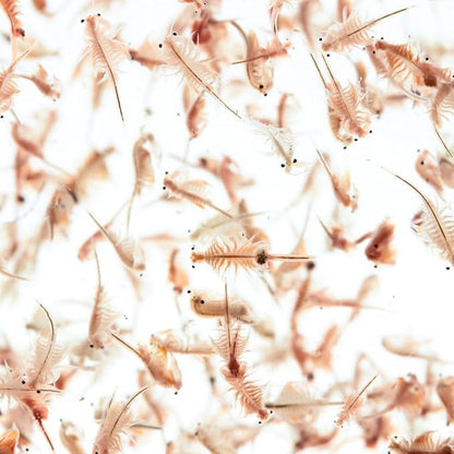 Aquatic Foods Inc. Brine Shrimp Artemia Eggs, Premium Grade 90% Hatch Rate from The Great Salt Lake, Utah, USA- 200 Grams 7.05oz