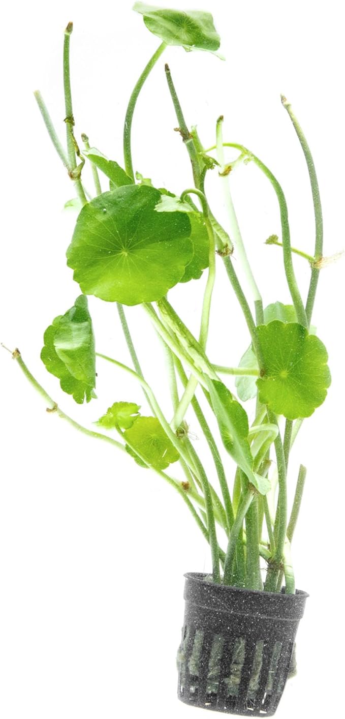SubstrateSource Live Aquarium Stem Plants - Freshwater Aquatic Plant for Fish Tanks, Aquascaping - (Hydrocotyle Verticillata, 1 Bunch)