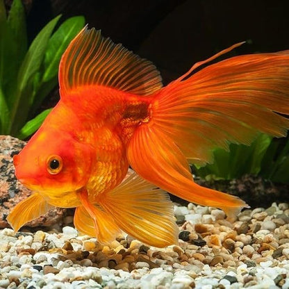 Aquatic Foods Inc. Ultra Intense Color Enhancing with a 10-Day Color Change, 1.5mm - 2mm Floating Pellets for Cichlids, Discus, All Baby and Small Tropical Fish & Pond Fish...1/4-lb Bag