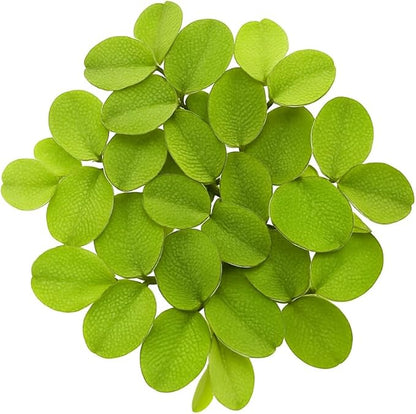 Salvinia Minima 50 + Leaves Live Floating Pond Aquarium Plant Freshwater Tanks Ponds Aquascapes Water Gardens Natural Water Filtration Purifier Easy Care Fast Growing Natural Shade Cover Betta Shrimp