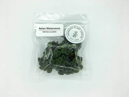 Asian Watermoss, Salvinia cucullata, Live Aquarium/Aquatic/Freshwater/Floating/Pond Plant, Planted Tank, Aquascaping by Aquarium Plant Center (6 Plants)