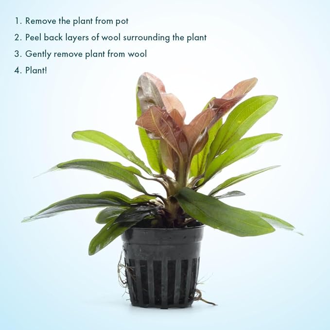 SubstrateSource Live Plants - Echinodorus ‘Red Rubin’ (Echinodorus sp.) - Medium to High Light, Red Green, Midground to Background, Freshwater Aquascaping Aquatic Plant - Pot