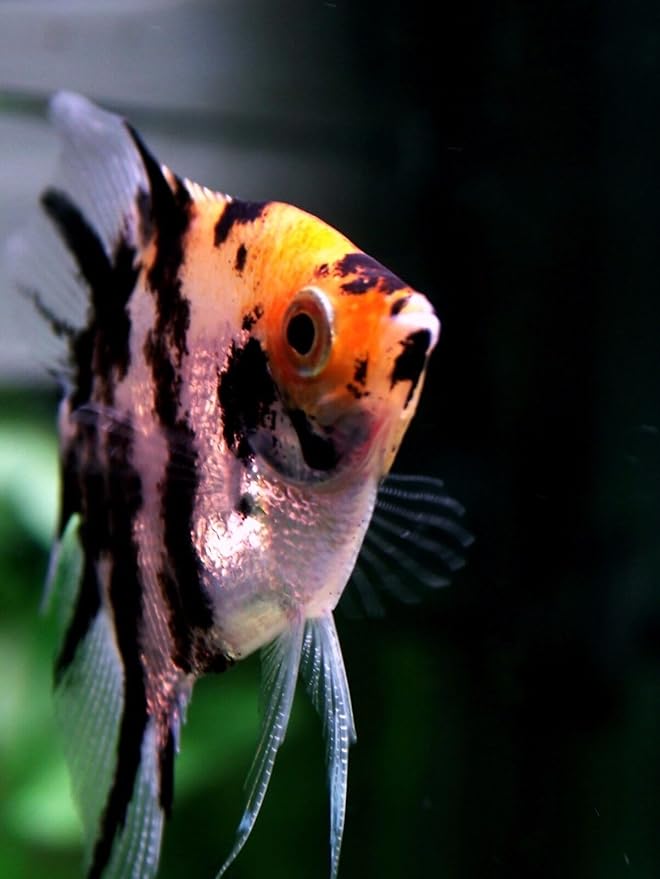 S&C AQUATICS MINI Beefheart & Soft BIT Mix,Beef Heart,Discus Food,Angel Fish Food,Cichlids (8oz - 1/2 lb.) - A8