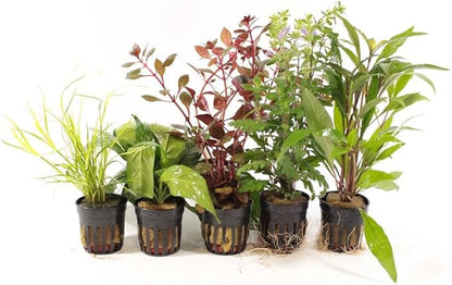 Live Freshwater Aquarium Plants - 5 Assorted Potted for Fish Tanks - (Grower's Choice) Beginner Friendly