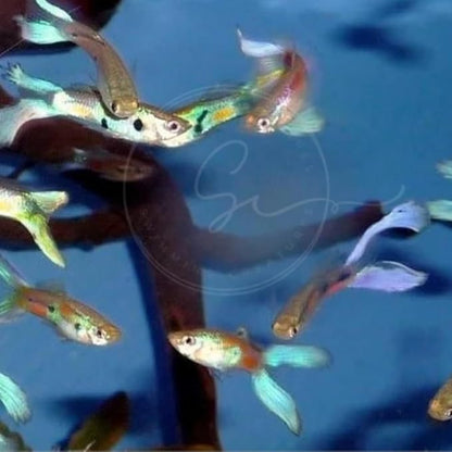 Swimming Creatures™ 5 Lyretail Male Guppies (Poecilia reticulata) Live Freshwater Aquarium Fish (Size Approx. 1")