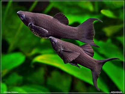 Aquatic Foods Inc. Live Bearer Ultra Red Color Enhancing 1.5mm-2mm Floating Pellets. Color Enhancing in 10-Days for Swordtails, Platies, All Live Bearers…1-lb Bag