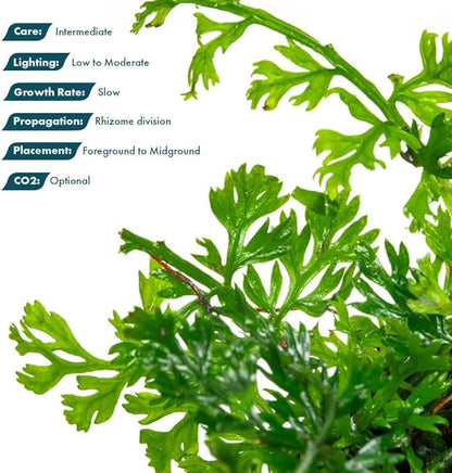 SubstrateSource Mini Bolbitis Baby Leaf - Live Aquarium Plant for Fish Tank Decorations (1 Pot)