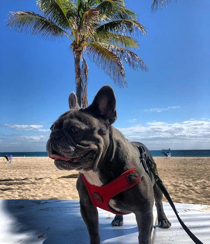 Gooby, Dog Harness, Sporty, Large, Red - Escape Free Sport Harness with Patented Neoprene Technology, 4-Point Adjustment, No Choke, Perfect for Small Dogs No Pull | Patented escape-free frame; Reduces choking; 4-point adjustment; Soft neoprene padding;...