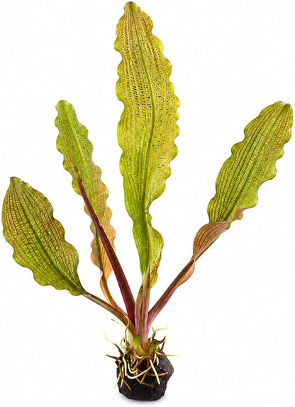Madagascar Lace Bulb Aponogeton madagascariensis, Live Aquarium Plant, Freshwater Aquatic Bulbs, Easy to Grow, Ideal for Planted Aquariums & Aquascapes Awesome Aquatic